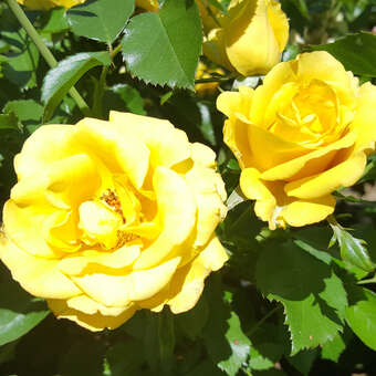 Rose 'Golden Bonica'