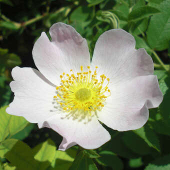 Rosa tomentosa