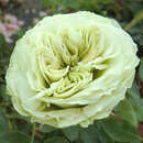 Rose 'Lovely Green' - Beetrose