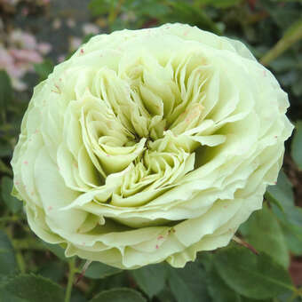 Rose 'Lovely Green'