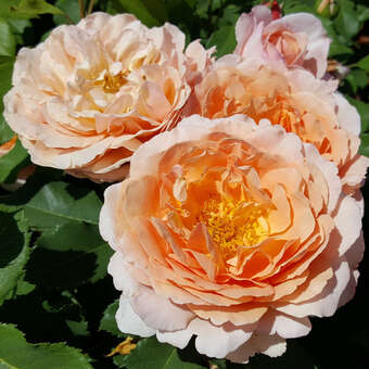 Rose 'Sonnenwelt'