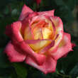 Rose 'Pullman Orient Express': Bild 1/7