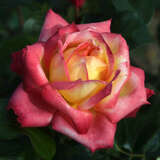 Rose 'Pullman Orient Express' - Moderne Edelrose