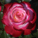 Beetrose - Rose 'Blumenstadt Tulln'