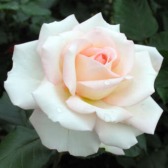 Rose 'Bloom of Ruth'