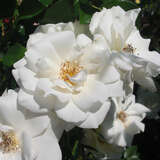 Rose 'Climbing Iceberg' - Moderne Kletterrose