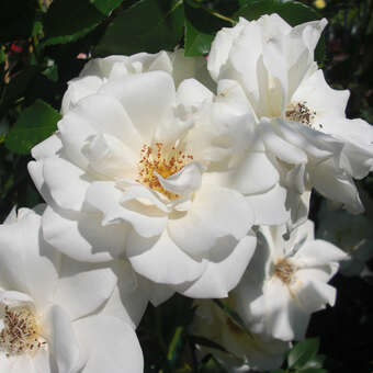 Rose 'Climbing Iceberg'