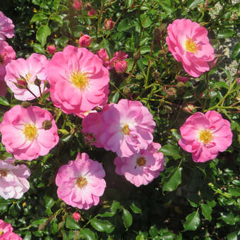 Rose 'Neon'