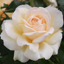 Rose 'Chandos Beauty' - Englische Edelrose