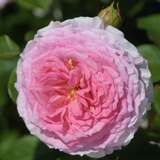 Rose 'James Galway' - Englische Strauch-, Kletterrose