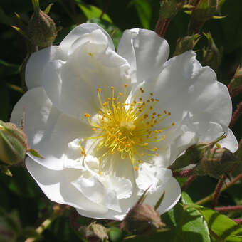 Rose 'Kifsgate' (filipes)