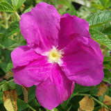 Rosa rugosa - Kartoffelrose, Apfelrose