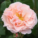 Rose 'Twiggy's Rose' - Englische Beetrose