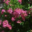 Rose 'Maria Liesa' (multiflora) - Rambler- u. Strauchrose