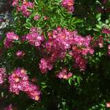 Rose 'Maria Liesa' (multiflora) - Rambler- u. Strauchrose