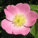 Rosa rubiginosa - Weinrose