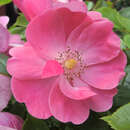 Rose 'Angela' - Moderne Strauchrose
