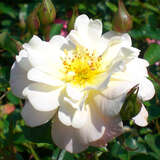 Rose 'Ivory Compact Meidiland' - Bodendeckerrose