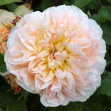 Rose 'Evelyn' (Apricot Parfait) - Englische Strauch-, Beetrose