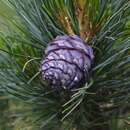 Pinus cembra - Zirbelkiefer