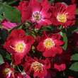 Rose 'Red Meidiland': Bild 1/4