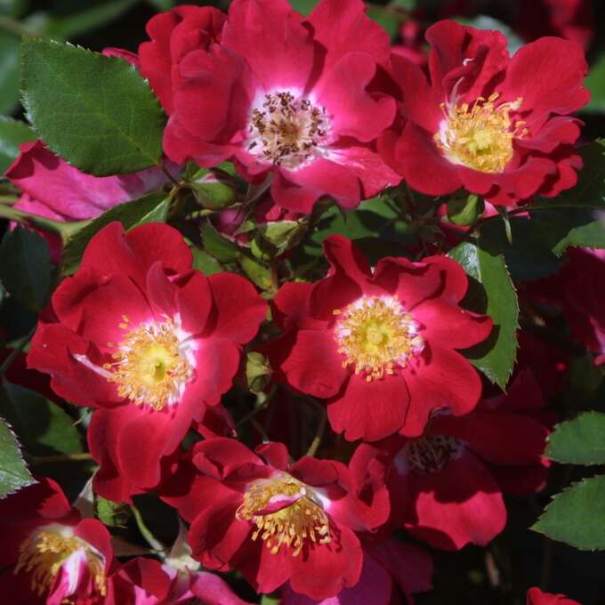 Bodendeckerrose Rose Red Meidiland Rot bodendeckerrose-rose-red-meidiland-rot