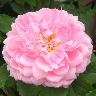 Rose 'Alan Titmarsh'