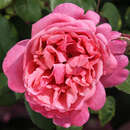 Rose 'Sweet Perfumella' - Moderne Edelrose