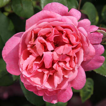 Rose 'Sweet Perfumella'