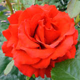 Rose 'Carris' - Englische Edelrose