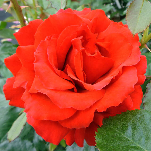 Englische Rosen Vom Gärtner mit Anwuchsgarantie kaufen rasche Lieferung