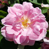 Rose 'Astra' - Historische Strauchrose