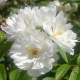 Rose 'Purezza' - Ramblerrose