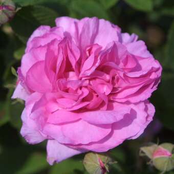 Rose 'Empress Josephine'