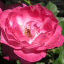 Rose 'Sophie's Perpetual' - Historische Strauchrose