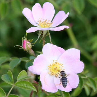 Rosa micrantha