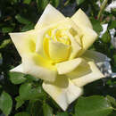 Ramblerrose - Rose 'Elegance'