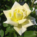 Rose 'Elegance' - Ramblerrose