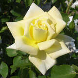 Rose 'Elegance' - Ramblerrose