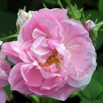 Rose 'Quatre Saisons'