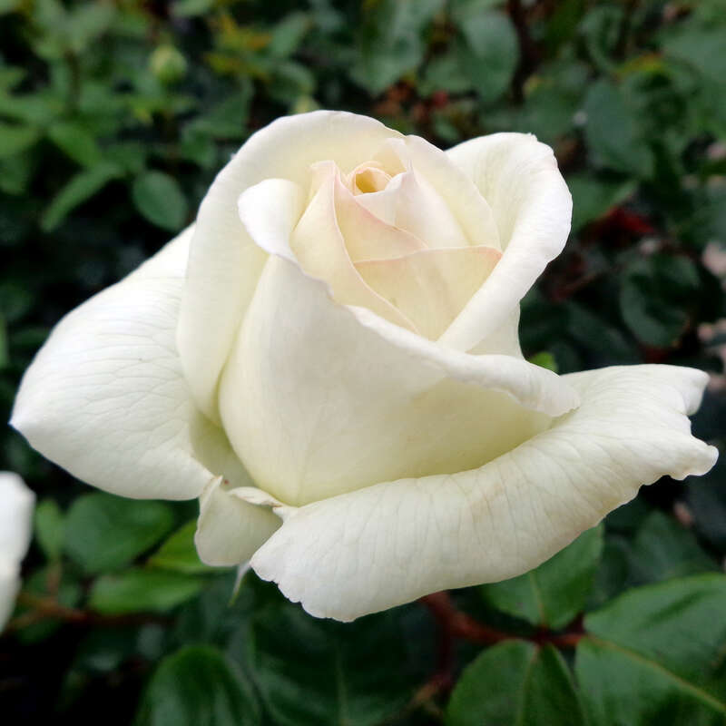 Moderne Edelrose Rose 'Roger Whittaker' weiß