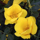 Rose 'Bicolor' (foetida) - Historische Strauchrose