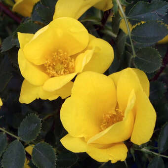 Rose 'Bicolor' (foetida)
