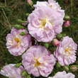 Rose 'Parfum d'Evita': Bild 1/6