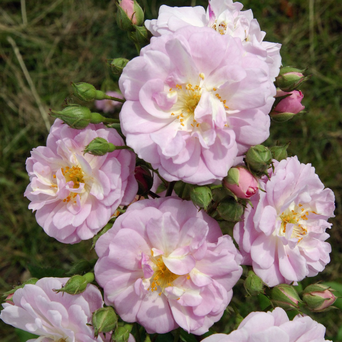 Moderne Kletterrose Rose 'Parfum d'Evita' rosa