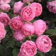 Rose 'Raubritter': Bild 1/7