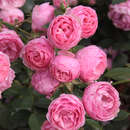 Rose 'Raubritter' - Historische Strauchrose