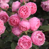 Rose 'Raubritter' - Historische Strauchrose