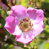 Rosa pendulina - Alpenrose