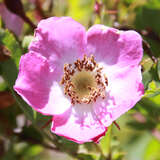Rosa pendulina - Alpenrose